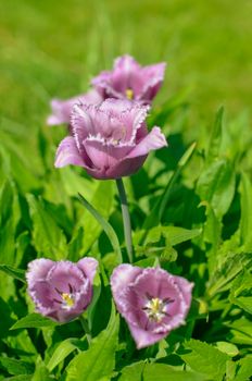 Spring Display of Purple and White Fringed Tulips Tulipa 'Cummins'