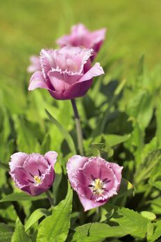 Spring Display of Purple and White Fringed Tulips Tulipa 'Cummins'