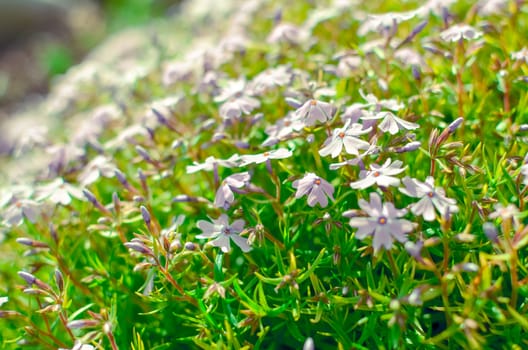 Phlox divaricata Phlox divaricata . Blue phlox Closeup