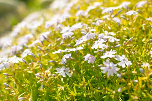 Phlox divaricata Phlox divaricata . Blue phlox Closeup