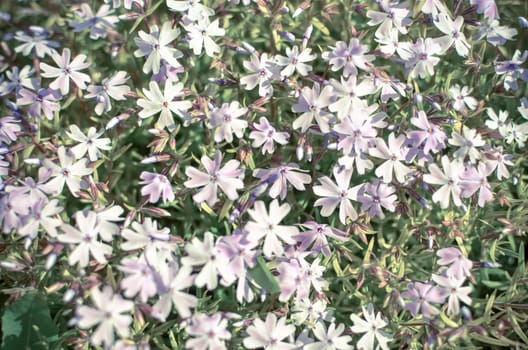 Phlox divaricata Phlox divaricata . Blue phlox Closeup