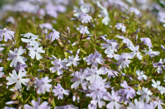 Phlox divaricata Phlox divaricata . Blue phlox Closeup