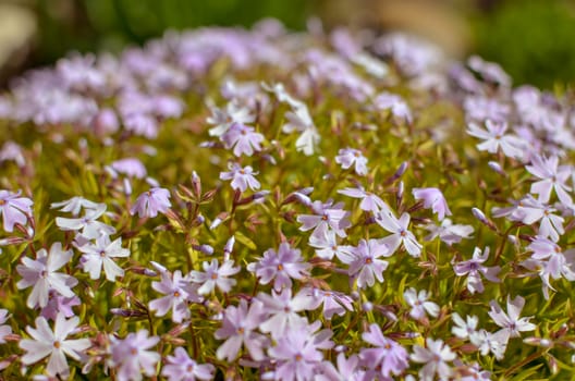 Phlox divaricata Phlox divaricata . Blue phlox Closeup