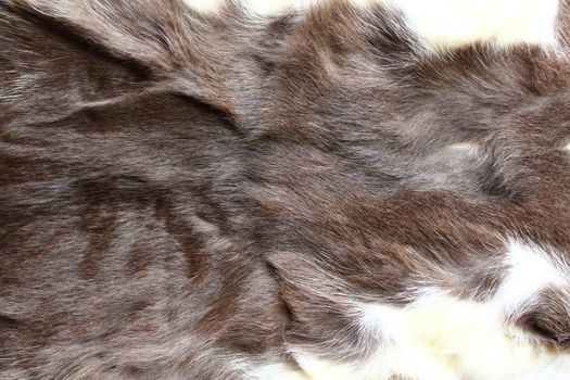 The picture shows a piece of a cat fur