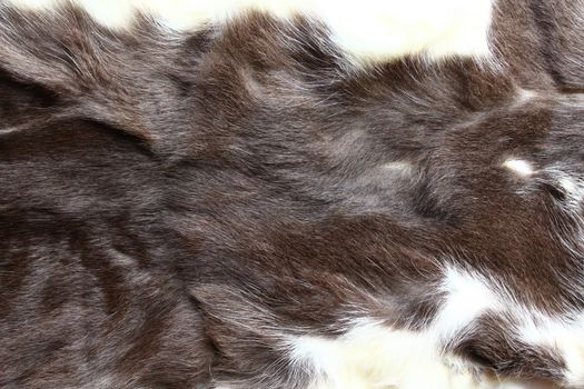 The picture shows a piece of a cat fur