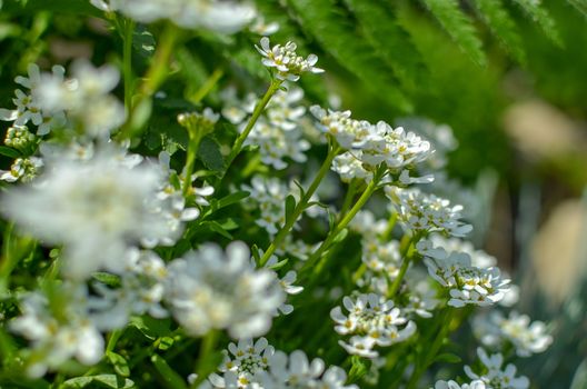 Iberis amara or bitter candytuft many white flowers