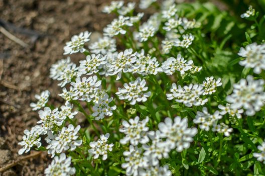 Iberis amara or bitter candytuft many white flowers