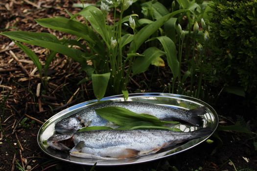 The picture shows delicious trout and wild garlic