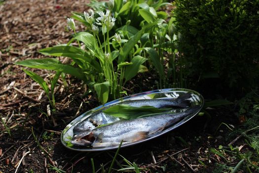 The picture shows delicious trout and wild garlic