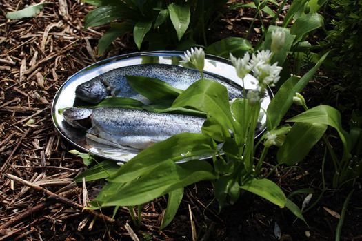 The picture shows delicious trout and wild garlic