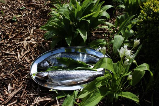 The picture shows delicious trout and wild garlic