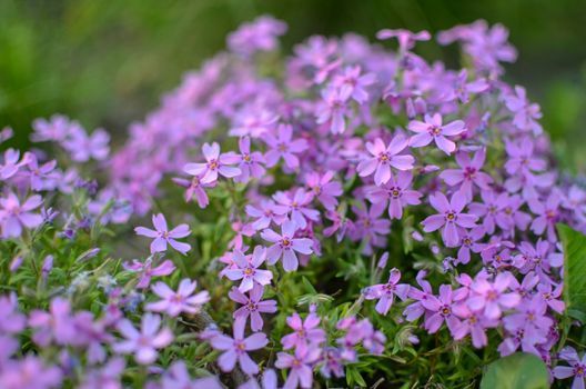 Pink phlox subulata flower defocused photo at spring