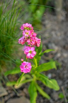 Field carnation with bright pink petals. Closeup