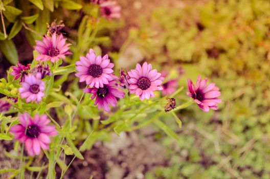 Purple daisy flower growing in spring garden with blured background