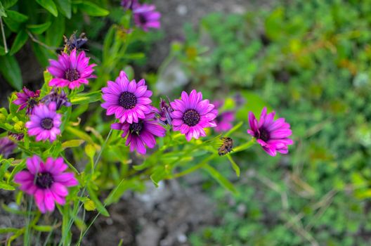 Purple daisy flower growing in spring garden with blured background