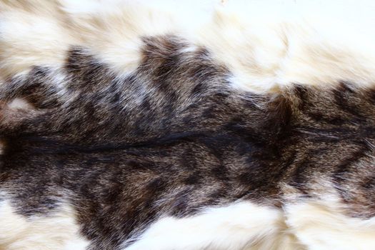 The picture shows a piece of a cat fur