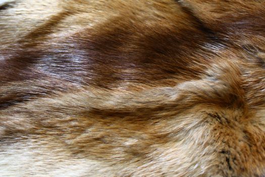 The picture shows a piece of a fox fur