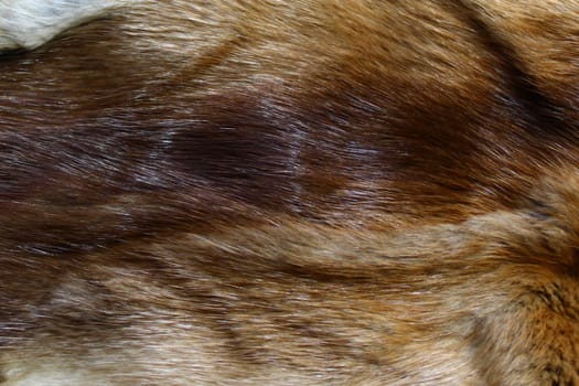 The picture shows a piece of a fox fur