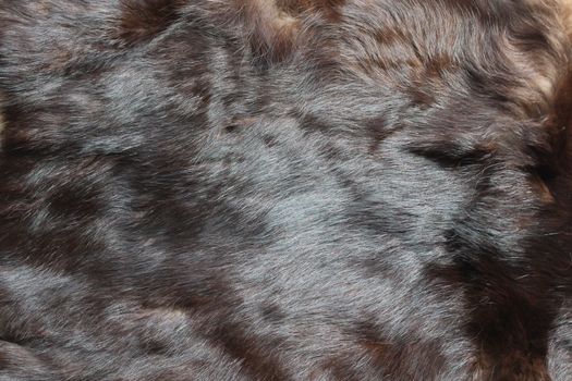 The picture shows a piece of a cat fur