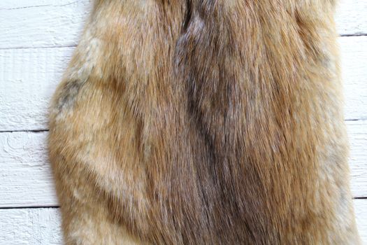 The picture shows a piece of a fox fur