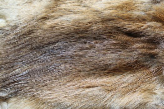 The picture a piece of a fox fur