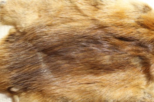 The picture shows a piece of a fox fur