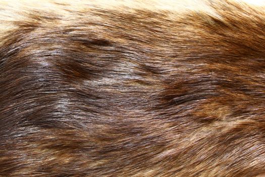 The picture shows a piece of a fox fur