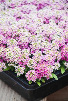 Alyssum flowers. Alyssum in sweet colors. Alyssum in a black tray on wood table, in a dense grounding in a greenhouse.