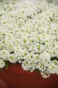 Alyssum flowers. Alyssum in sweet colors. Alyssum in a red brown pot on wood table, in a dense grounding in a greenhouse.