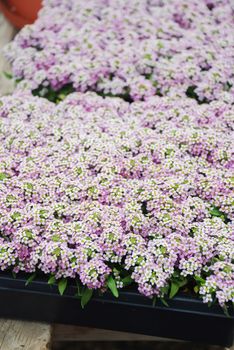 Alyssum flowers. Alyssum in sweet colors. Alyssum in a black tray on wood table, in a dense grounding in a greenhouse.