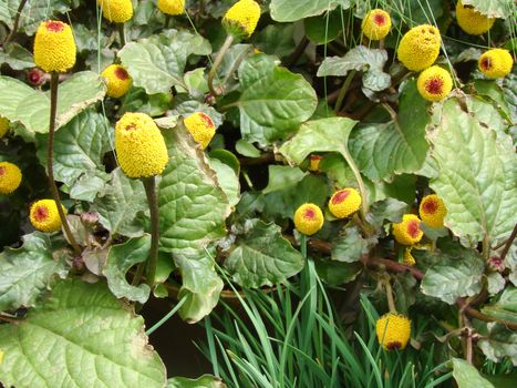 Fresh flowering para cress plant, Spilanthes oleracea, toothache