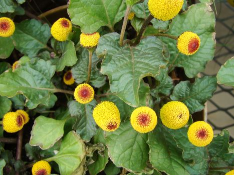 Fresh flowering para cress plant, Spilanthes oleracea, toothache