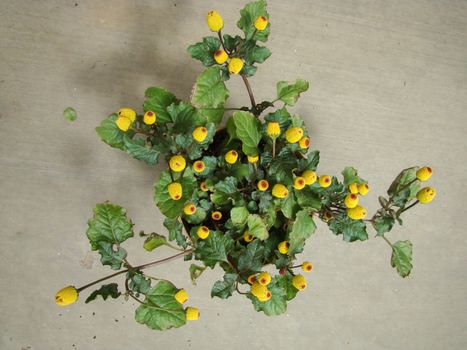 Fresh flowering para cress plant, Spilanthes oleracea, toothache