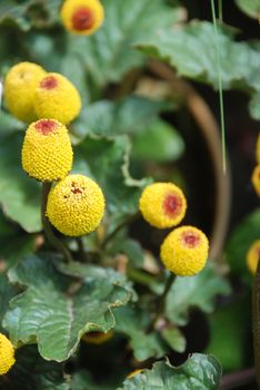 Fresh flowering para cress plant, Spilanthes oleracea, toothache