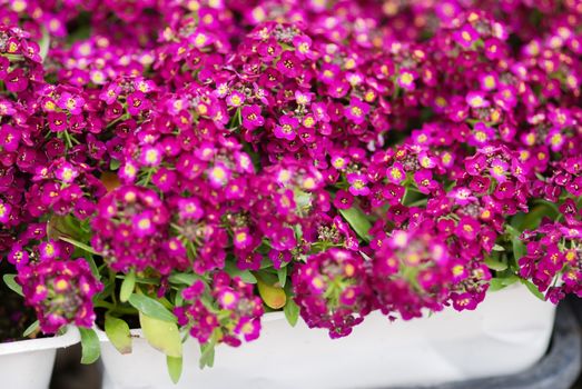 Alyssum flowers. Alyssum in sweet colors. Alyssum in a black tray on wood table, in a dense grounding in a greenhouse.
