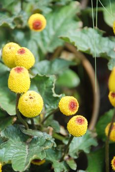 Fresh flowering para cress plant, Spilanthes oleracea, toothache