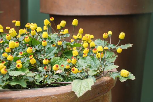 Fresh flowering para cress plant, Spilanthes oleracea, toothache