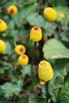 Fresh flowering para cress plant, Spilanthes oleracea, toothache