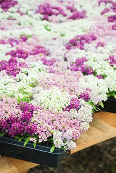 Alyssum flowers. Alyssum in sweet colors. Alyssum in a black tray on wood table, in a dense grounding in a greenhouse.