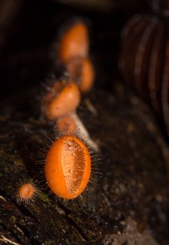 Mushroom in the rain forest among the fallen leaves and bark