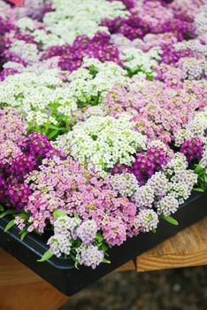 Alyssum flowers. Alyssum in sweet colors. Alyssum in a black tray on wood table, in a dense grounding in a greenhouse.