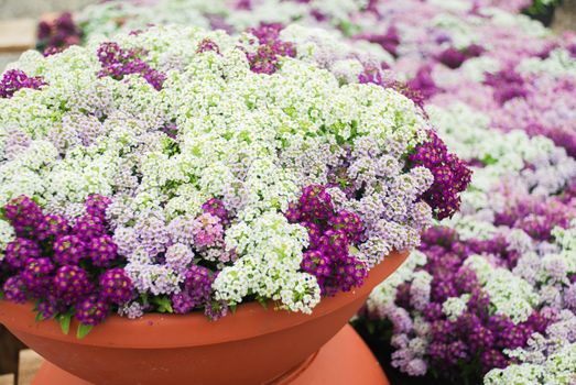 Alyssum flowers. Alyssum in sweet colors. Alyssum in a red brown pot on wood table, in a dense grounding in a greenhouse.