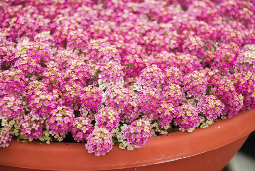 Alyssum flowers. Alyssum in sweet colors. Alyssum in a red brown pot on wood table, in a dense grounding in a greenhouse.