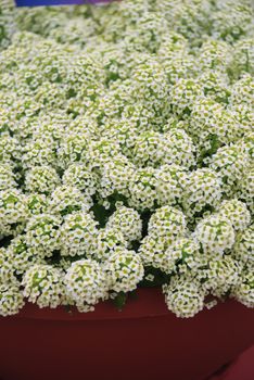 Alyssum flowers. Alyssum in sweet colors. Alyssum in a red brown pot on wood table, in a dense grounding in a greenhouse.