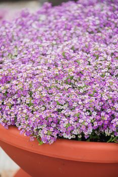 Alyssum flowers. Alyssum in sweet colors. Alyssum in a red brown pot on wood table, in a dense grounding in a greenhouse.