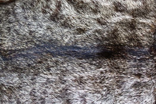 The picture shows a piece of a cat fur