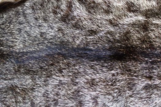 The picture shows a piece of a cat fur