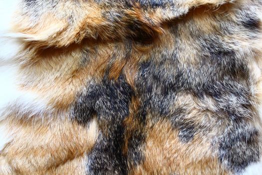 The picture shows a piece of a cat fur