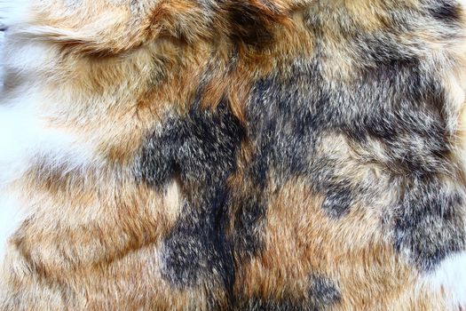 The picture shows a piece of a cat fur