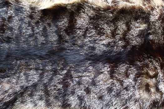 The picture shows a piece of a cat fur